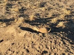 Cherry Creek Spillway Trail